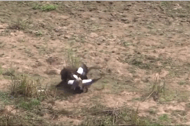 Khoảnh khắc ngỗng “đại chiến” với khỉ đầu chó để bảo vệ trứng