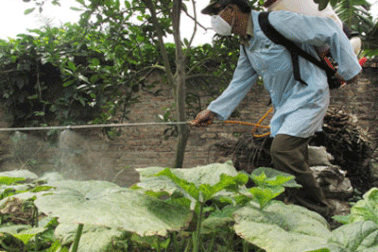 Dân bán tháo lợn chớm mắc dịch tai xanh