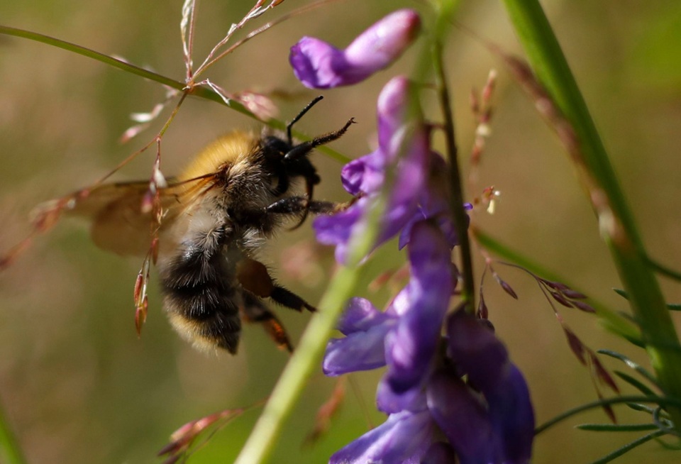 Thuốc trừ sâu gây tổn hại cho não của ong như thế nào? - 1 Thuốc trừ sâu gây tổn hại cho não của ong như thế nào? - 1