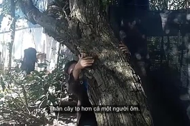 Cụ táo khổng lồ, gia chủ quyết giữ không bán dù được trả tiền triệu