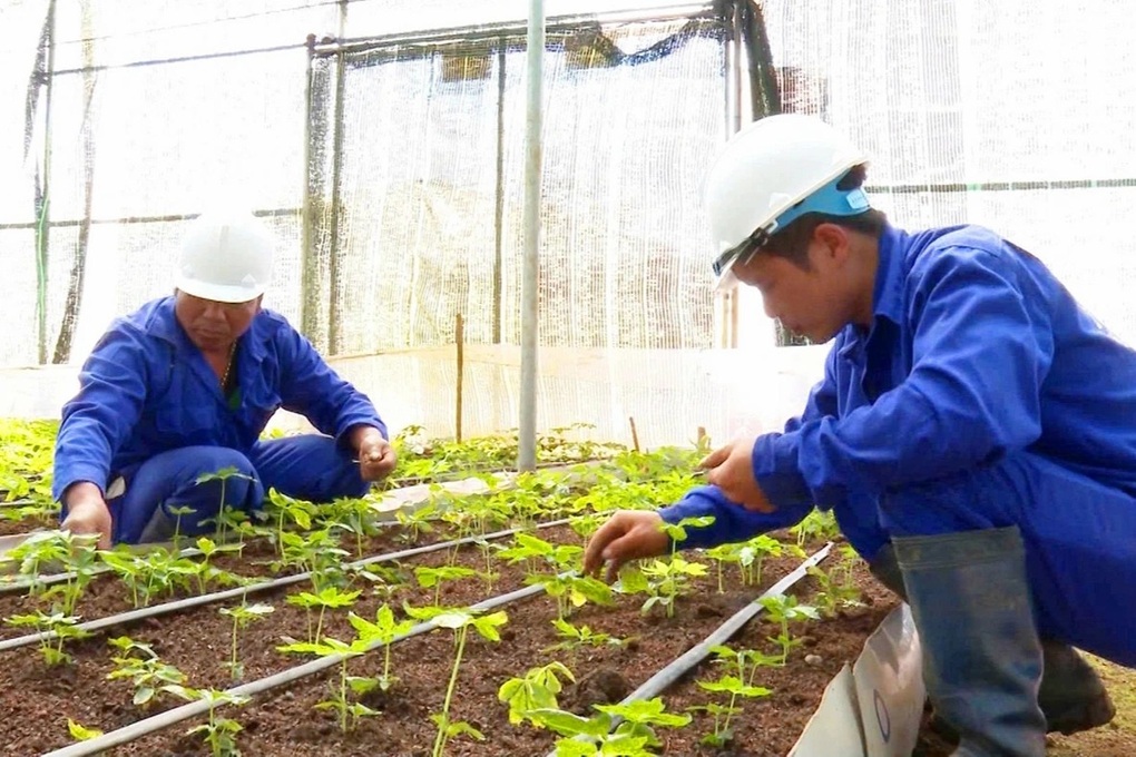 Vụ cấp mã vùng trồng sâm sai quy định: Xử lý nghiêm, thông tin đến báo chí - 1 Vụ cấp mã vùng trồng sâm sai quy định: Xử lý nghiêm, thông tin đến báo chí - 1