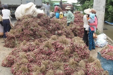 Cay xè nước mắt hành tím Vĩnh Châu!