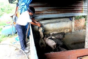 Thầy cô nuôi heo, gà gây quỹ giúp học sinh nghèo