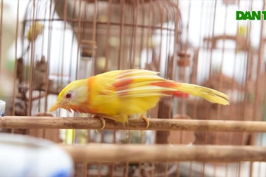 Tay cầm tiền tỷ, đại gia cũng không mua nổi chim ngũ sắc độc nhất Việt Nam