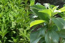 “Trà Nhật” Sa Pa: không chữa được bệnh mà còn có hại