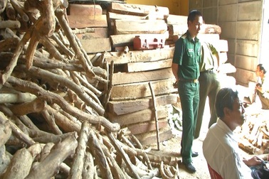 Phát hiện kho chứa hơn 100m3 gỗ quý chưa rõ nguồn gốc