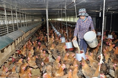 Trứng gà rớt giá thê thảm