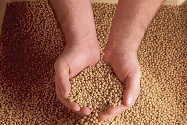 Cấm 5 chất gây ung thư trộn trong thức ăn chăn nuôi