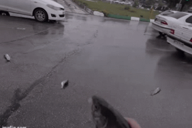 Bí ẩn nguồn gốc những "cơn mưa cá"