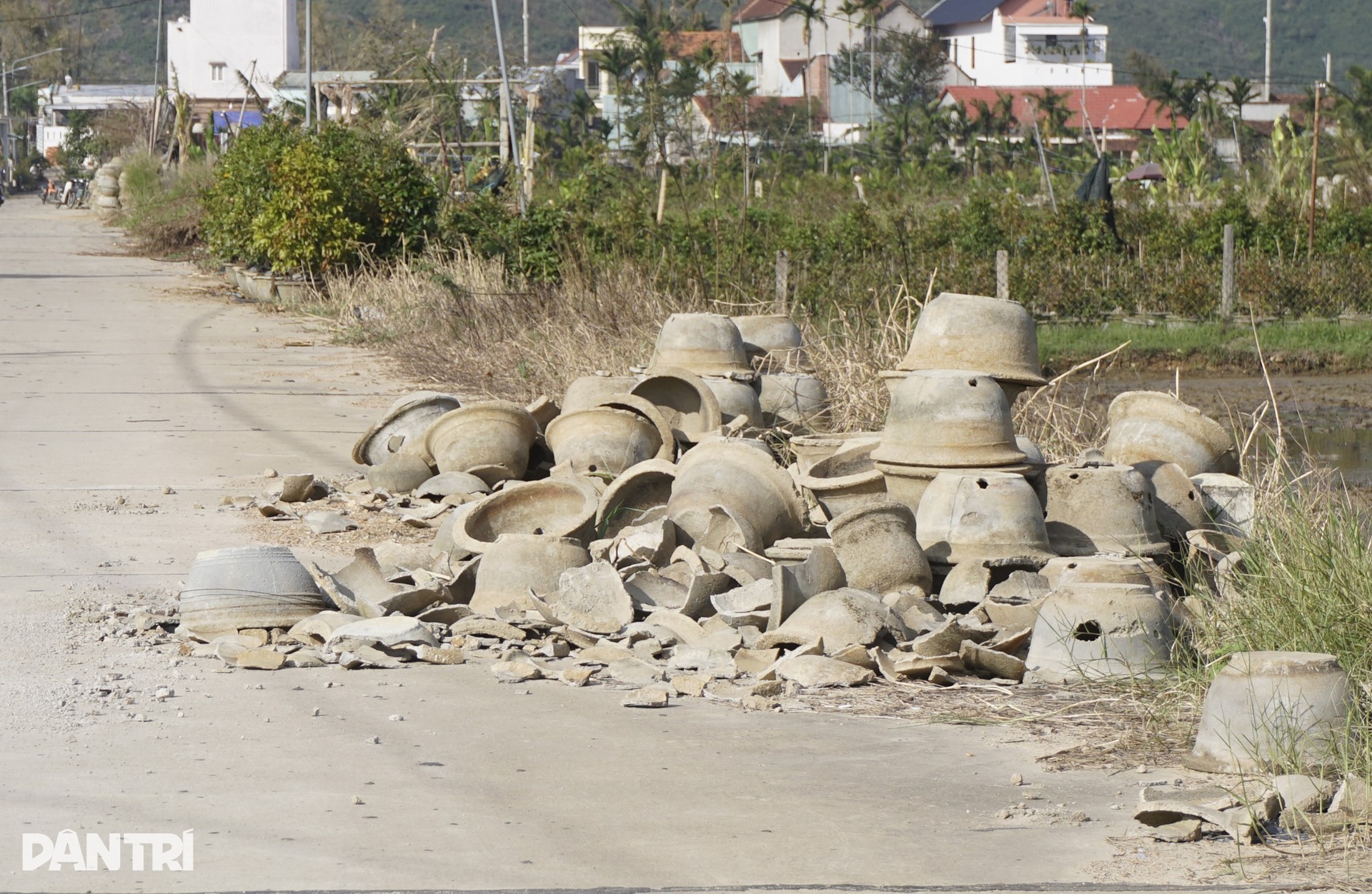 Những ánh mắt buồn ở thủ phủ mai Tết lớn nhất miền Trung sau bão Kalmaegi - 6 Những ánh mắt buồn ở thủ phủ mai Tết lớn nhất miền Trung sau bão Kalmaegi - 6