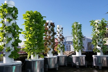 Trồng 10m2 trên sân  thượng, “siêu” nông dân Sài Gòn thu 50kg rau/vụ