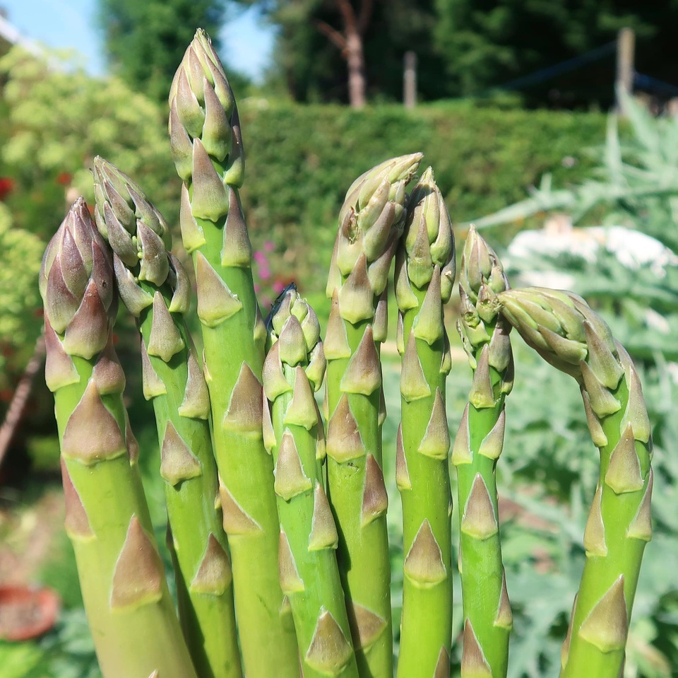 Mãn nhãn vườn sum suê với hàng trăm loại rau trái của cô gái trẻ - 11