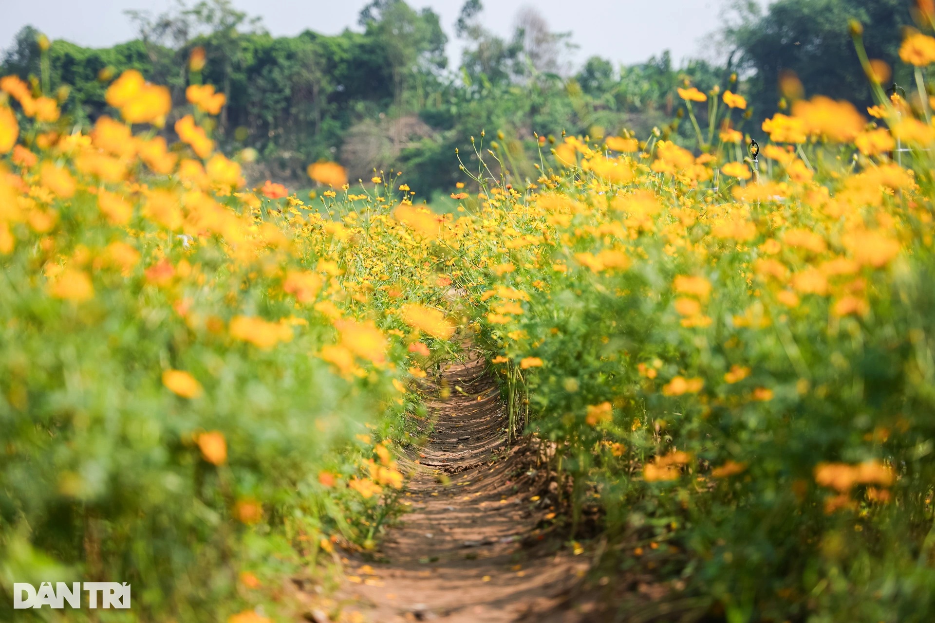 View - Dậy từ 3h, vượt 30km chụp ảnh "sống ảo" ở vườn hoa cúc chân cầu Long Biên | Báo Dân trí