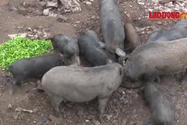 Ứng phó dịch COVID-19, dân Thủ đô rủ nhau nuôi lợn mán