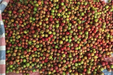 200 nghìn đồng/kg mận hậu: Chị em phát “sốt”, dân buôn “hốt” bạc triệu