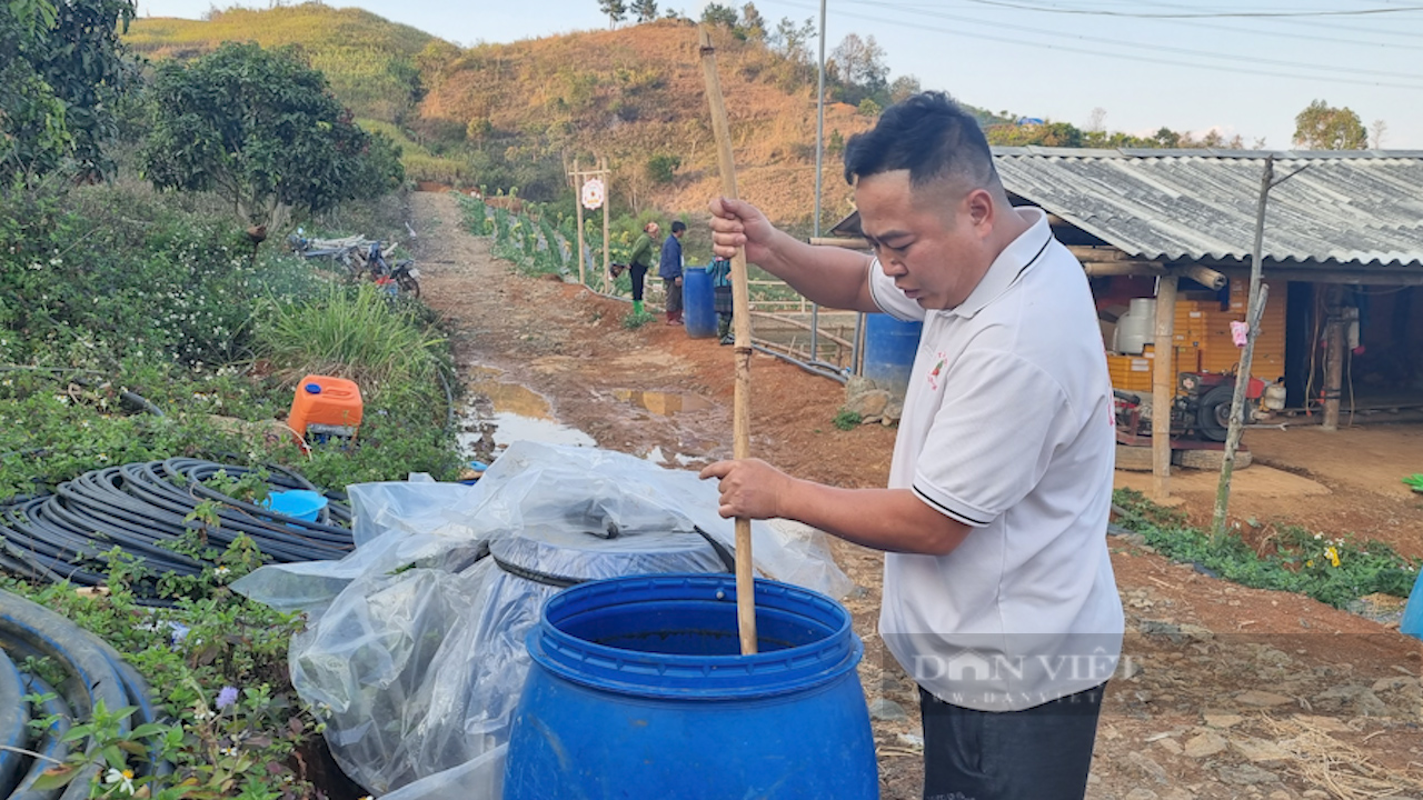 Trồng thứ quả chín đỏ gốc, hái mỏi tay mỗi ngày, nông dân thành tỷ phú - 4 Trồng thứ quả chín đỏ gốc, hái mỏi tay mỗi ngày, nông dân thành tỷ phú - 4