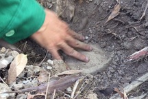 Vụ phát hiện xác thai nhi trong rác: Kiến nghị giám định mẫu vật nghi là xác thai nhi