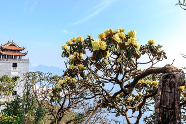 Ngắm những cây đỗ quyên trăm tuổi bung nở rực rỡ trên đỉnh Fansipan