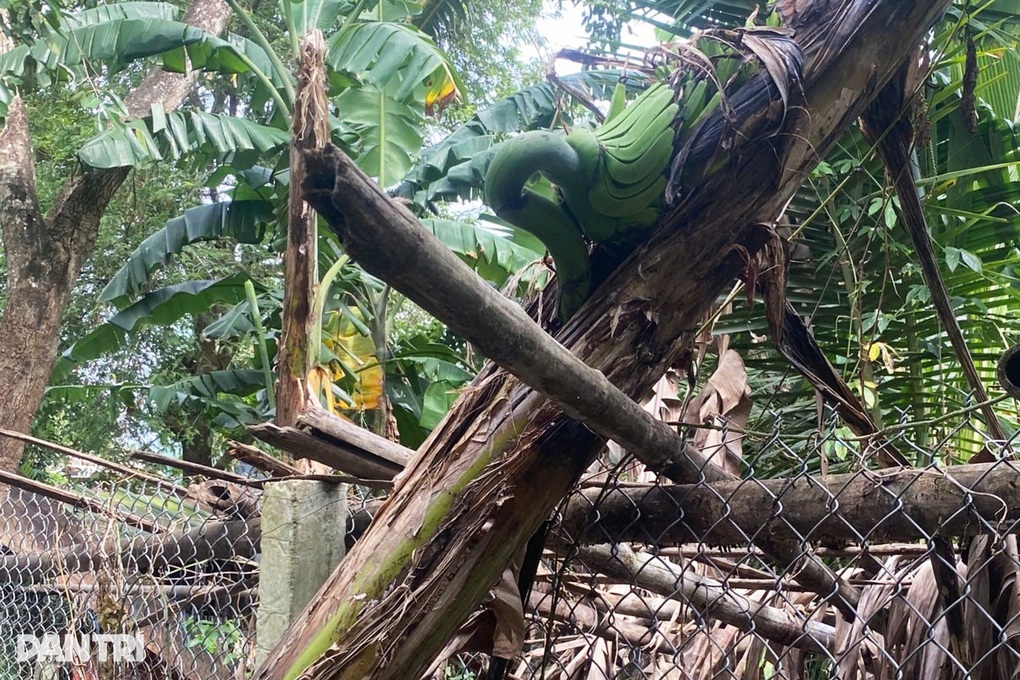 Cây chuối trổ buồng giữa thân, chủ háo hức chờ ngày trái chín - 2