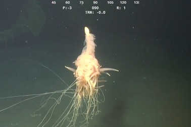 Phát hiện sinh vật kì lạ dưới biển sâu 1.300m