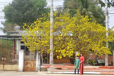 Ngắm cây mai vàng “khủng” bao trùm cả ngôi nhà ở miền Đông