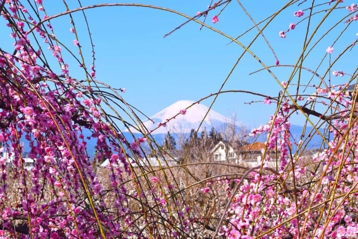 Lễ hội hoa mơ chào mùa xuân ở Nhật Bản - 4