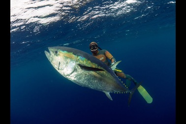 Tìm hiểu về cá ngừ xanh