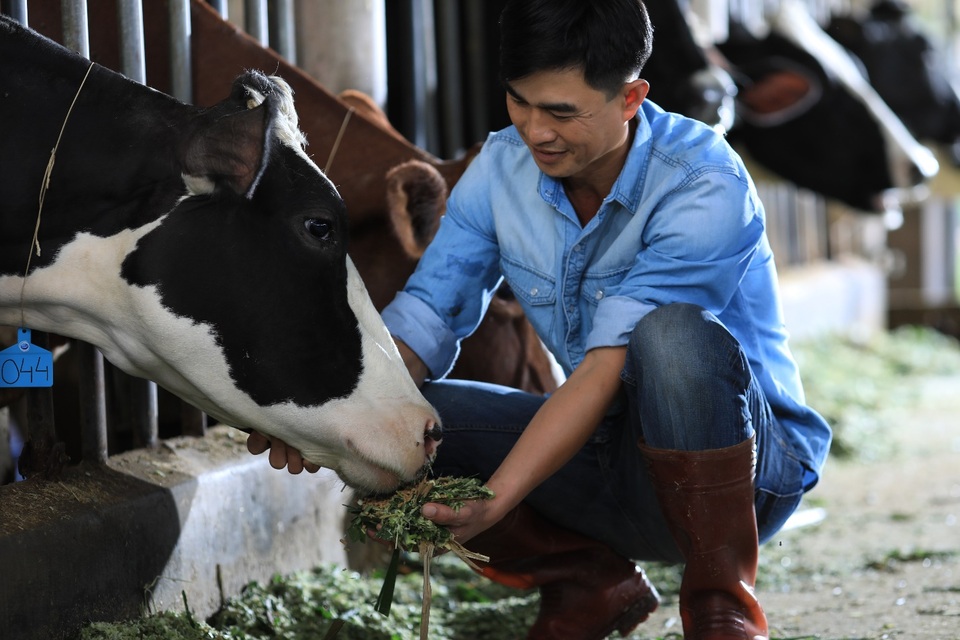 Nông dân của Cô Gái Hà Lan: Cung cấp sữa chất lượng nhờ cách chăm bò độc đáo - 1 Nông dân của Cô Gái Hà Lan: Cung cấp sữa chất lượng nhờ cách chăm bò độc đáo - 1