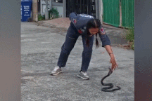 Nữ chuyên gia dùng tay không bắt rắn hổ mang cực độc và hung hãn