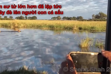 Sư tử đực liều mình cứu đồng loại khỏi hàm cá sấu