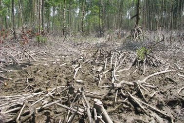 Hai kiểm lâm bị kiểm điểm vì rừng của doanh nghiệp tặng xe Lexus