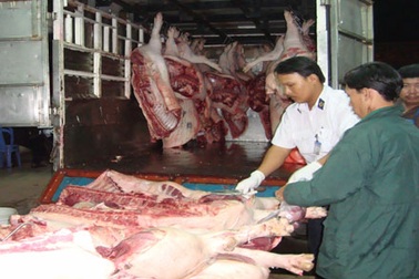 Heo từ vùng dịch đang lén lút vào thành phố