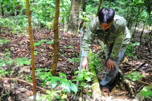 Phát triển sâm Ngọc Linh thành cây xóa đói giảm nghèo cho đồng bào dân tộc thiểu số