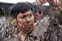 Gian nan nghề trồng đào Thất thốn