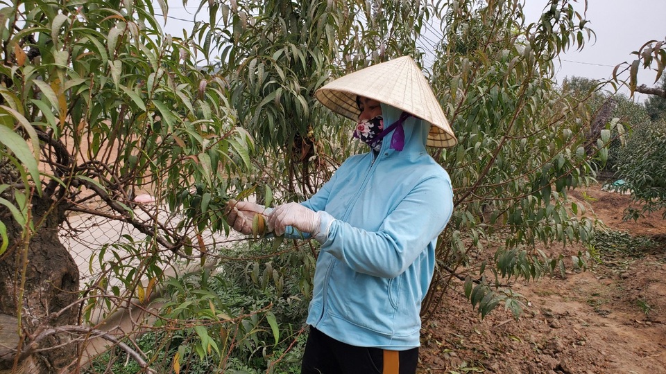 Người làm nghề trồng đào Nhật Tân lo cho vụ mùa dịp Tết Nguyên đán - 5 Người làm nghề trồng đào Nhật Tân lo cho vụ mùa dịp Tết Nguyên đán - 5
