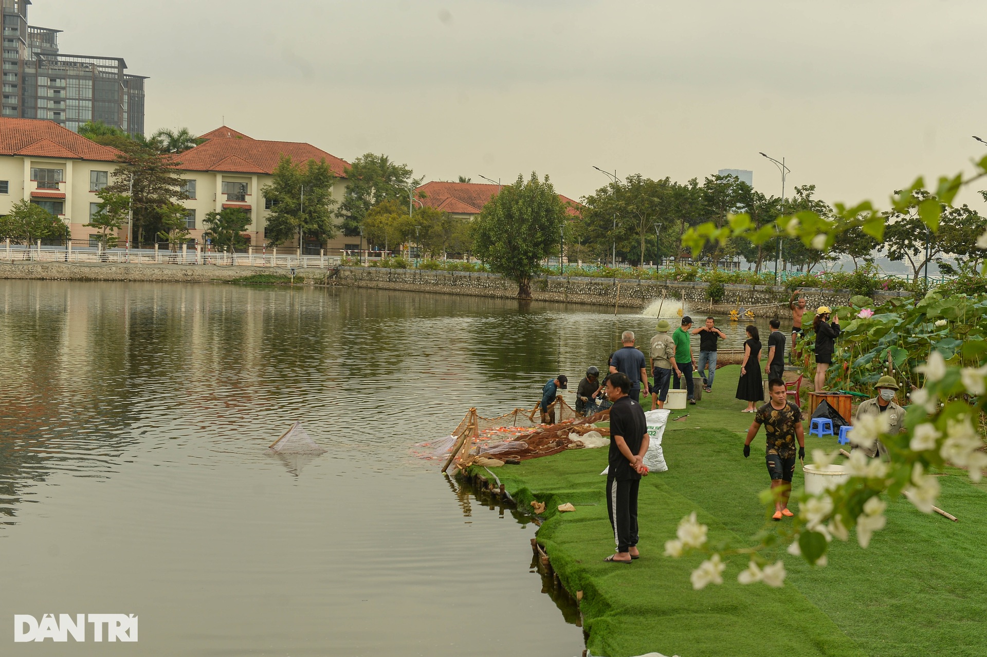 Hàng tấn cá koi được chuyển khỏi hồ Đầm Đông - 4 Hàng tấn cá koi được chuyển khỏi hồ Đầm Đông - 4