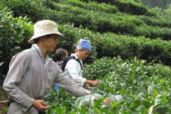 Lai Châu: Ưu tiên phát triển nông nghiệp công nghệ cao