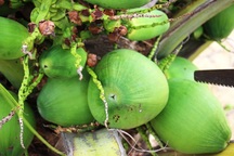 Những lão nông “gàn” ném cả trăm triệu trồng dừa xiêm lùn ven biển