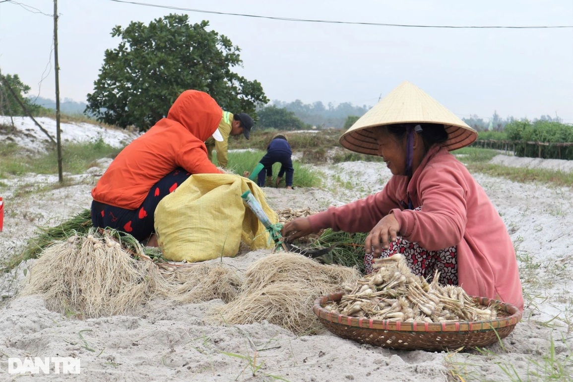 Giá kiệu tết tăng, nông dân bỏ túi hàng chục triệu tiền lãi mỗi sào - 1 Giá kiệu tết tăng, nông dân bỏ túi hàng chục triệu tiền lãi mỗi sào - 1