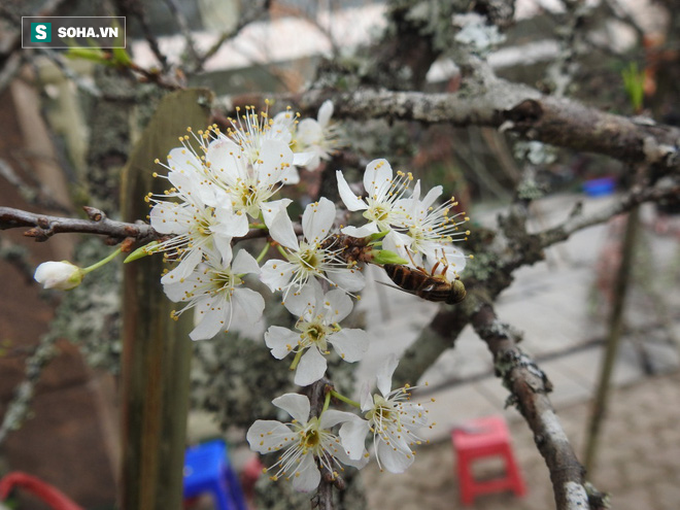 Chán đào quất, người Hà Nội săn tìm mơ rừng cổ thụ giá hơn 12 triệu đồng - Ảnh 2.