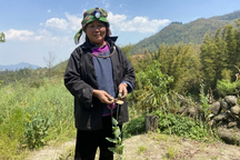 Tạm giữ khẩn cấp một phụ nữ trồng gần 2.000 cây thuốc phiện trong vườn rau