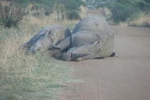 Đau lòng hình ảnh tê giác mẹ đang mang thai và con bị săn trộm bắn chết