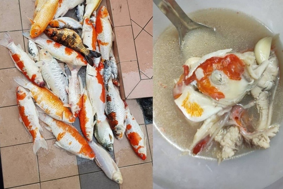 Cô gái gây sốc khi nấu súp bằng... đàn cá Koi đắt đỏ - 3 Cô gái gây sốc khi nấu súp bằng... đàn cá Koi đắt đỏ - 3