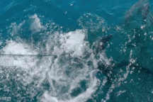 Ngư dân tung "vòng kim cô" bắt gọn đàn cá ngừ giữa biển