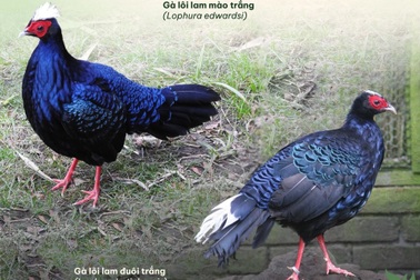 Hai loài gà lôi chỉ có tại Việt Nam, cực kỳ quý hiếm và sắp bị tuyệt chủng