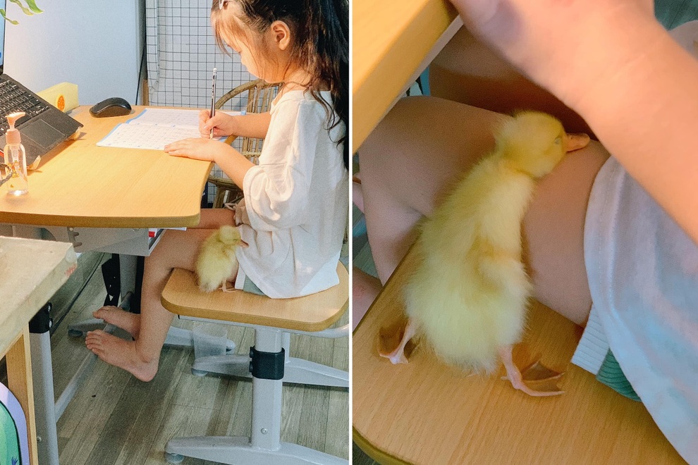 Nhật ký nuôi vịt làm thú cưng trong mùa dịch của gia đình Hà Nội - 7 Nhật ký nuôi vịt làm thú cưng trong mùa dịch của gia đình Hà Nội - 7