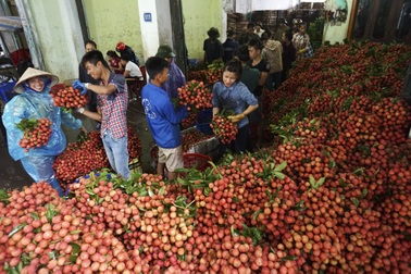 Tất cả nhường chỗ cho mùa vải!