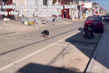Chó bảo vệ mèo con ngồi giữa đường