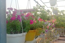 Ảnh dự thi số 5: Vườn treo rợp bóng mát, muôn sắc hoa