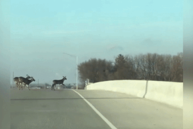 Sốc khi chứng kiến đàn hươu đột nhiên băng qua đường nhảy cầu tự tử